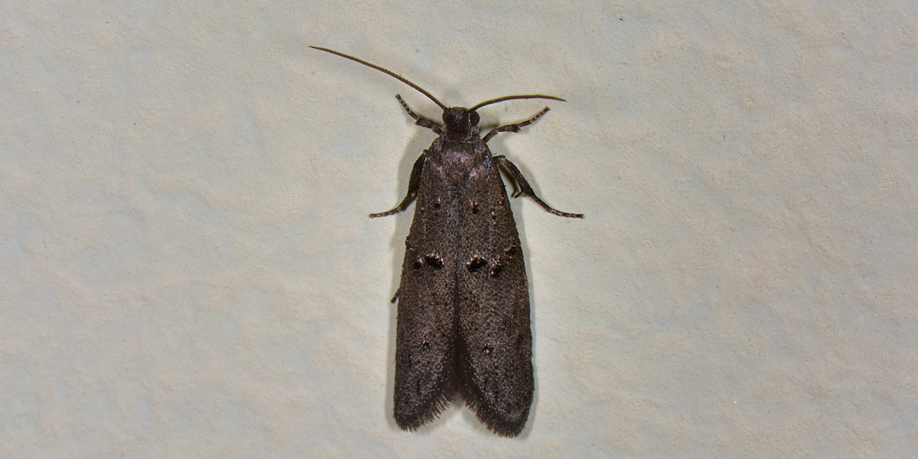 Gelechiidae?